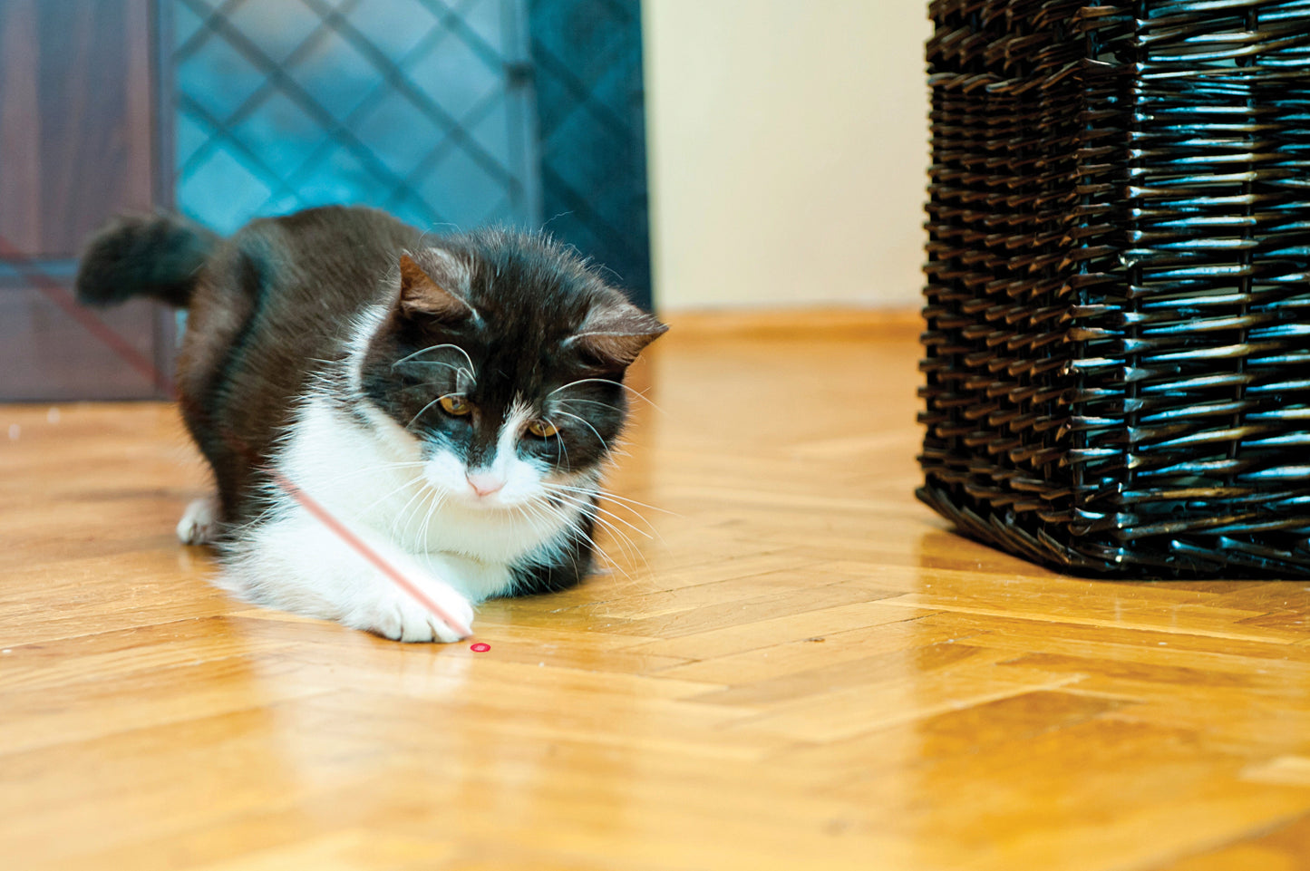 cat laser pointer toy being played with